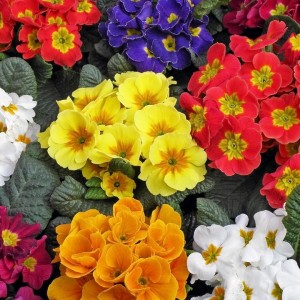 Primula Primera F1 mix